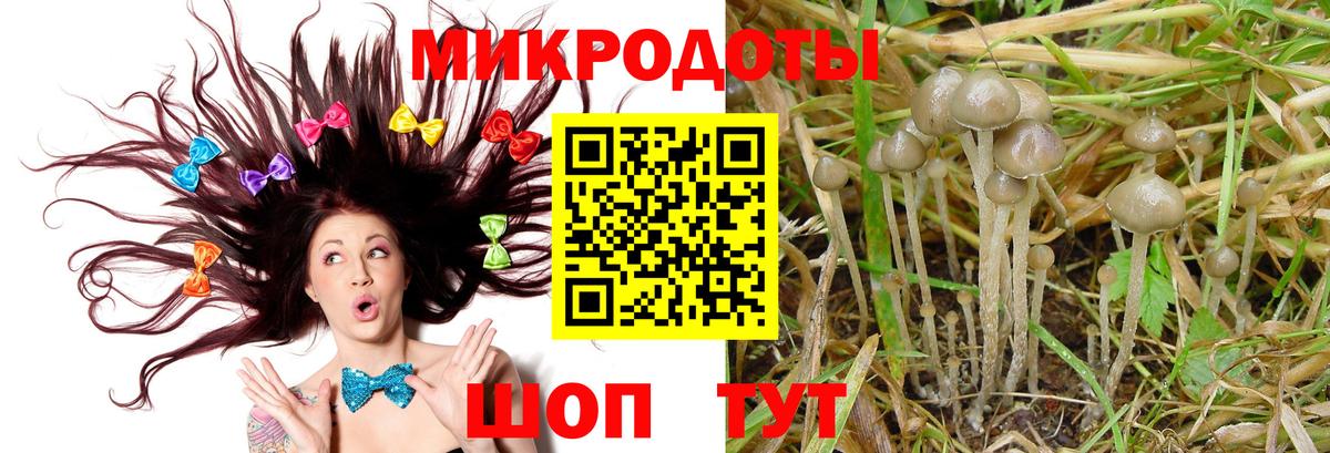 Псилоцибиновые грибы Psilocybine cubensis Кулебаки