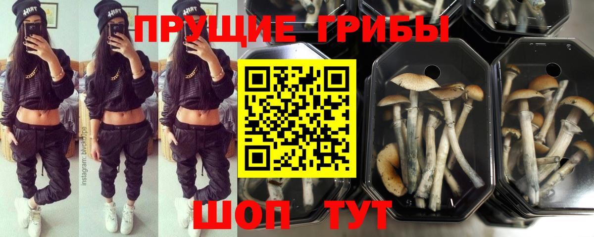 Кулебаки  Галлюциногенные грибы Psilocybine cubensis  Вход с VPN  цена   Псилоцибиновые грибы MAGIC MUSHROOMS 